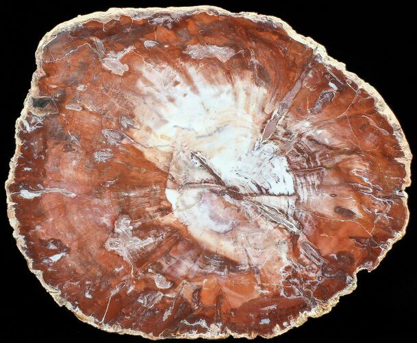 Colorful Petrified Wood (Araucaria) Slab - Madagascar #71967
